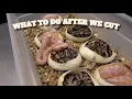 Tips On What To Do After You Cut Your Ball Python Eggs