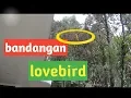 Download Lagu Bandangan LOVEBIRD palamas
