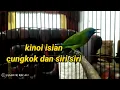Download Lagu kinoi gacor isian siri siri dan cungkok