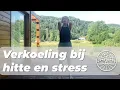 Download Lagu MSU #404 | Koel je systeem: Yin versterken bij hitte \u0026 stress | 💜 Morning Set-Up met Jessica