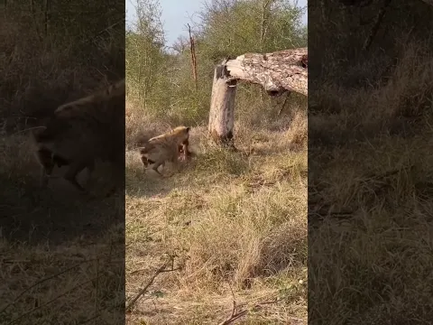 Leopard and hyena fight for food