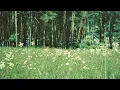 Brian Eno - Discreet Music (slowed)