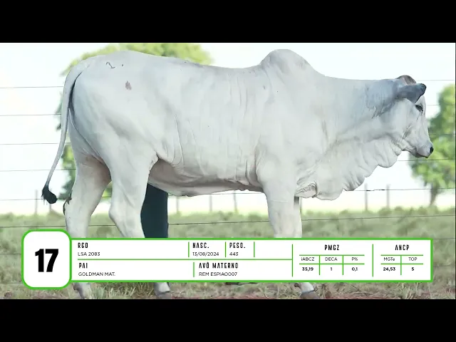 Novilha Nelore LSA - 2083