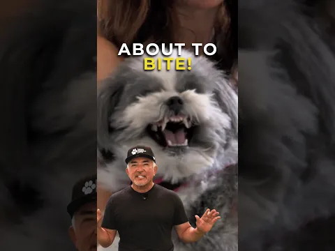 5 Warning Signs a Dog Is About to Bite | Cesar Unleashed