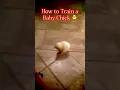 How to Train a Baby Chick