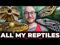My FINAL Reptile Room Tour