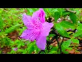 1-hour Yoga Piano Background Music 4K UHD| Healing, Meditation, Zen, Therapy, Study