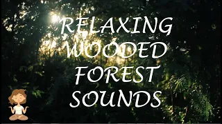 Download Forest Sounds Woodland Ambience Music 😌 Forest Sounds With Music 😌 Forest Sounds Relaxation Music MP3