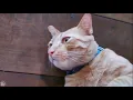 Reddit s Compilation