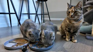 I put a mic next to my cats while they ate (ASMR)