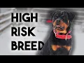 Lagu Professional Trainer Reviews the Rottweiler Breed