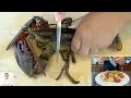 Download Lagu GRAPHIC: 5 Star Live Maine Lobster Uni Ramen