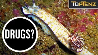 top 10 highly unusual animal mating rituals