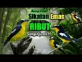 Suara Pikat Burung Sikatan Emas Ribut Sangat Ampuh#Short