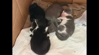 Cuide dos GATINHOS enquanto eu trabalho 🐈‍⬛ (talvez vocês me ouçam dublar o Will 😅)