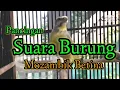 BURUNG MOZAMBIK BETINA part 2