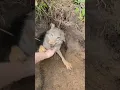 Download Lagu Trying to get a free forest Puppy be like... #coyote #puppy #weavethecoyote #duckandweave