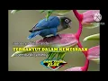 Download Lagu TERHANYUT DALAM KEMESRAAN[] cover: nurdin yaseng
