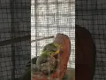 Download Lagu Cantik Sekali. Anakan Burung Cipoh/Sirtu