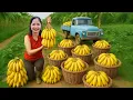 Download Lagu REWIND TIMELAPSE – Harvesting Giant Green Banana At The Farm Go To Market Sell
