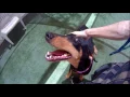 ADOPTED Tammy - Doberman Pinscher For Adoption