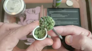 Sour Jack 16 Muv Flower Cups