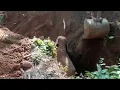 Download Wild Elephants salutes the men who rescued their baby elephant from a ditch mp4 3gp mp3 videos - waplic