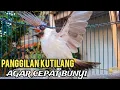 Download Lagu kutilang gacor TARUNG buat pancingan kutilang agar bunyi jadikan burung kutilang gacor