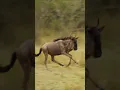 Download Lagu Gnu running in the savannah #nature #wildlife #gnu #run #savannah #beautiful #wonderful #wow HA56987