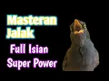 Download Lagu Pancingan Jalak Kebo Gacor Banyak Isian Ampuh Untuk Masteran Suara Burung Jalak Agar Gacor Pedas