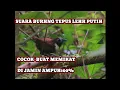 Download Lagu SUARA💥pikat burung Tepus leher putih jamin ampuh