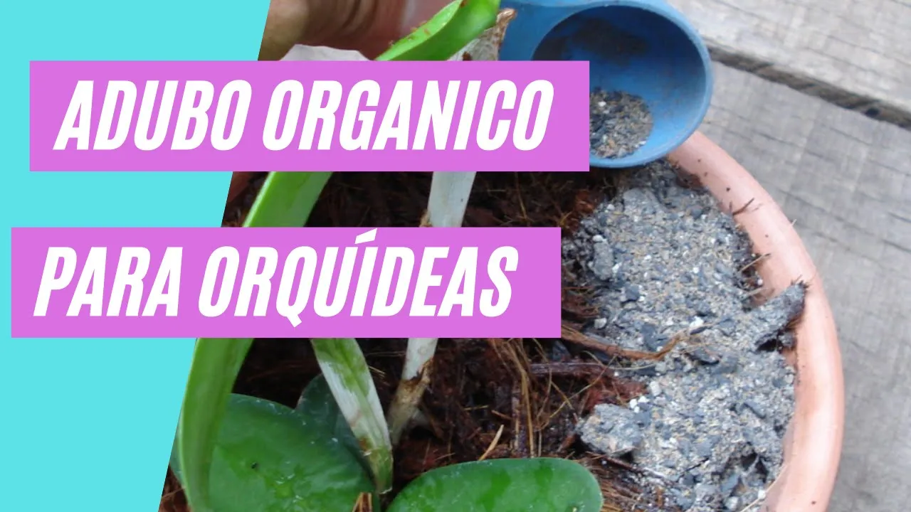COMO USAR O ADUBO ORGÂNICO EM SUAS ORQUIDEAS
