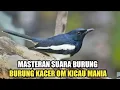 Download Lagu MASTERAN SUARA BURUNG | BURUNG KACER OM KICAU MANIA