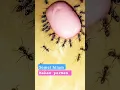 Lagu semut hitam makan permen $ #youtubeshorts #semut #viral #lolipop