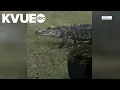 Alligator strolls through southeast Texas neighborhood