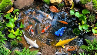 Đi Bắt Cá Cảnh | Cá Vàng, Cá Koi, GloFish, Cá Rô Phi, Cá Betta Và Cá Lau Kiếng Hoang Dã