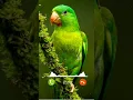Download Lagu #ringtone #smartphone #music #ringtones #birds