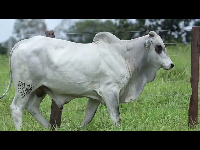 Touro Nelore ROZZ - 2334