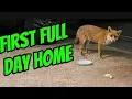 Download Lagu Jimmy's looking chunky with his winter coat!  🦊❤️ #fox #wildlife #cute #fyp #viralvideo 