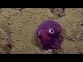 Googly-eyed Stubby Squid Nautilus Live