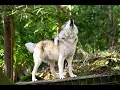 Wolves Howling Compilation 8hr 1080p