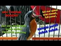 Download Lagu TLEDEKAN GUNUNG TERMAHAL/FULL GACOR ISIAN MEWAH KUALITAS COCOK BUAT PANCINGAN UJI MENTAL 100% TARUNG