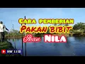 Download Lagu Cara Pemberian Pakan Bibit Ikan Nila yang baik