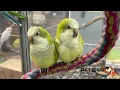 Pet Expo where your pets would shop