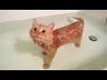 Download Lagu Niemand had verwacht dat de kat van water zou houden 😂 Grappige katten en water