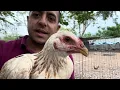 Regular Grey and Asil Scott Valley Crossbreed Cocks