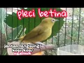 Download Lagu PLECI BETINA || ampuh bangkitkan gairah si jantan jadi gacor