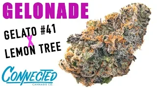 GELONADE WEED REVIEW Lemon Tree x Gelato