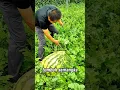 Download Lagu Panen Semangka Raksasa! Beratnya Bikin Kaget #satisfying #pertanian #farming
