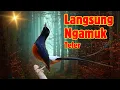 Download Lagu SPONTAN NGAMUK MURAI BATU GACOR INI MEMBUAT MURAI BATU APAPUN LANGSUNG CEPAT BUNYI BONGKAR ISIAN